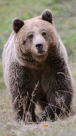 Αρκτούρος: οδηγίες για να μειωθεί κατά το δυνατόν ο κίνδυνος συνάντησης με ένα μεγάλο ζώο όπως η αρκούδα