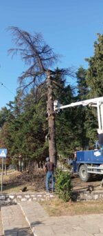 Κόπηκε επικίνδυνο δέντρο στην περιοχή του Ηρώου στον Πολύγυρο