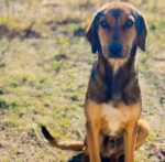 Δήμος Πολυγύρου: «Ο μηδενισμός της προσπάθειας στη διαχείριση των αδέσποτων ζώων δεν εξυπηρετεί κανέναν»!